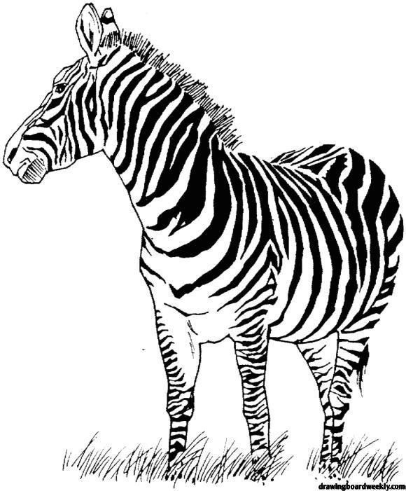 Zebra Coloring Page - Drawing Board Weekly