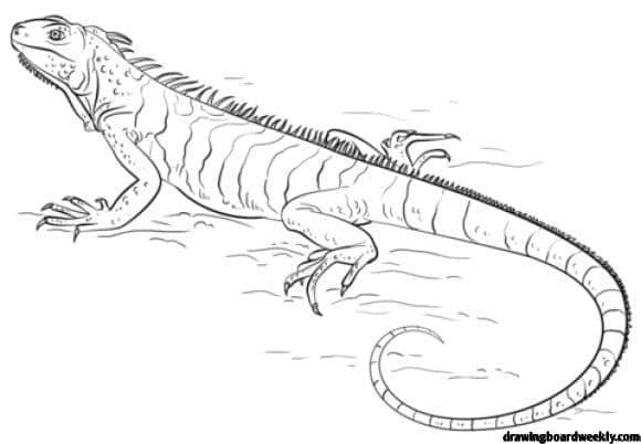 Iguana Coloring Page - Drawing Board Weekly