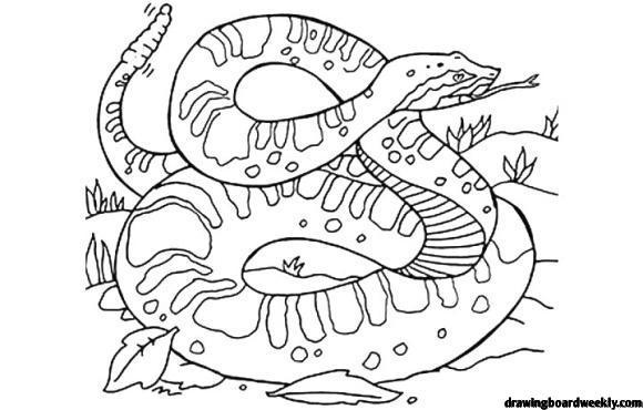 Rattlesnake Coloring Page - Drawing Board Weekly