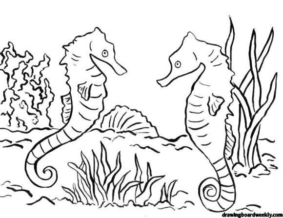 Seahorse Coloring Page - Drawing Board Weekly