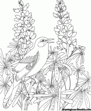 bluebonnet coloring page free  drawing board weekly